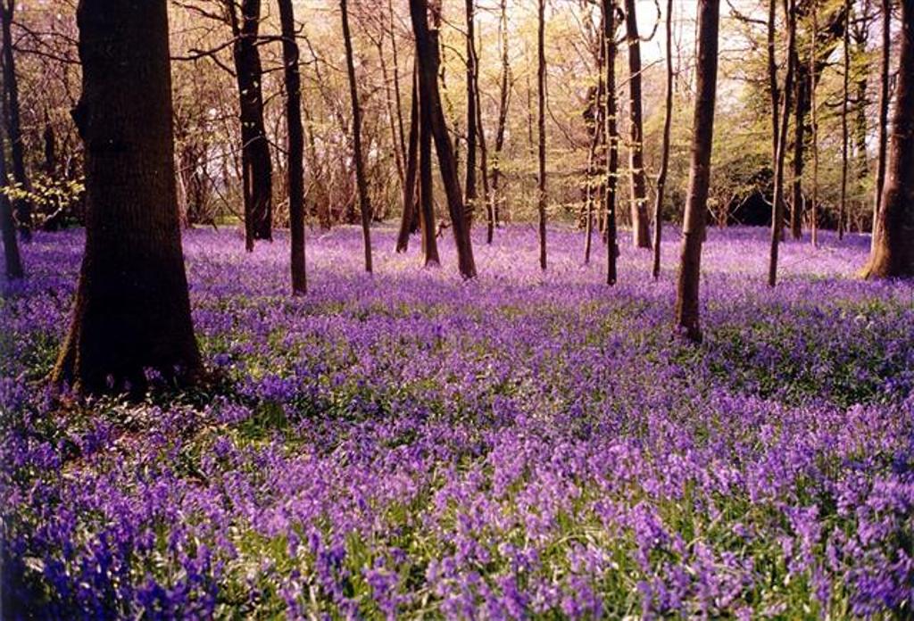 Résultat de recherche d'images pour "violettes dans les bois"