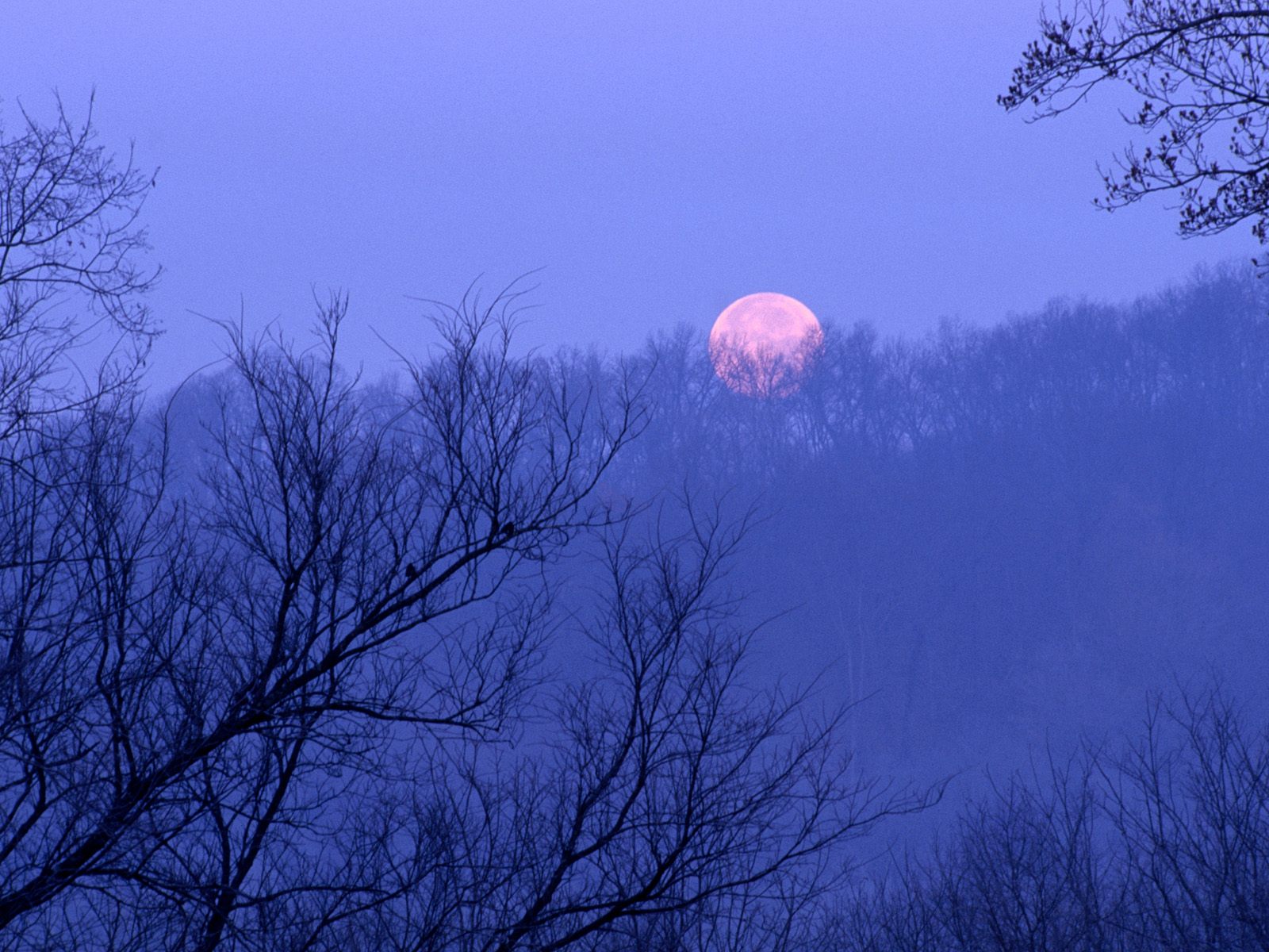Восходящая луна в марте. Ясная Луна. Полнолуние в лесу. Сумерки Луна. Полнолуние над лесом.